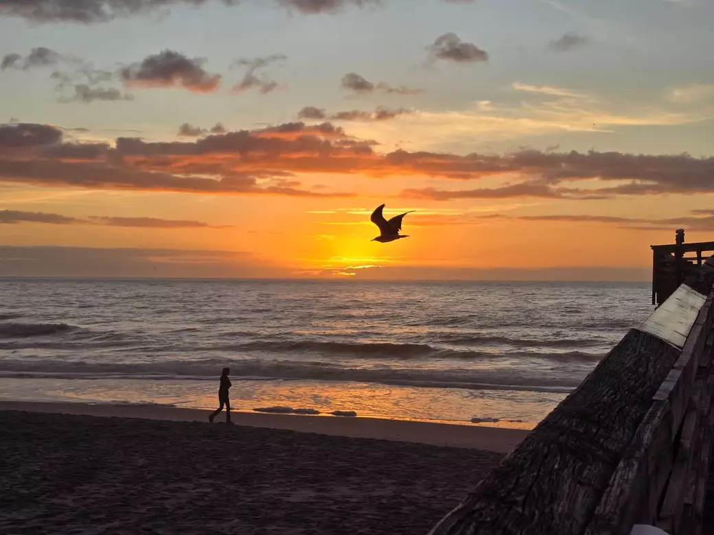 beach pic with bird