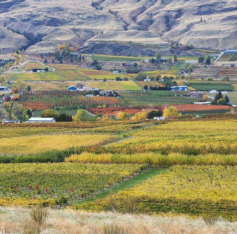 Picture of Oliver Vineyards and fields. Taken from Blacksage Rd, Oliver, BC. Overlooking the Golden Mile Bench. 