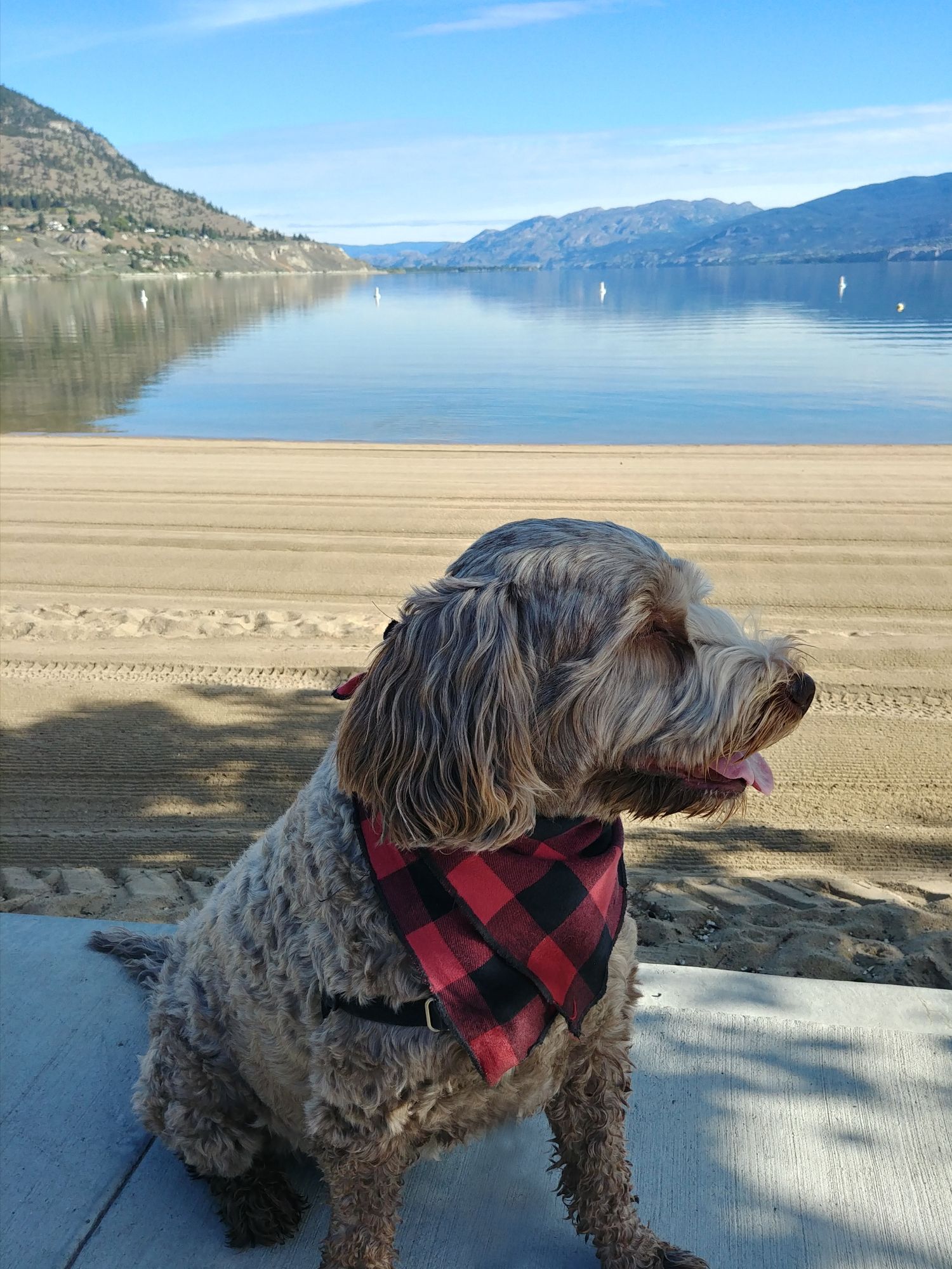 Okanagan Beach and Okanagan Lake in Penticton, BC. Labradoodle on the beach