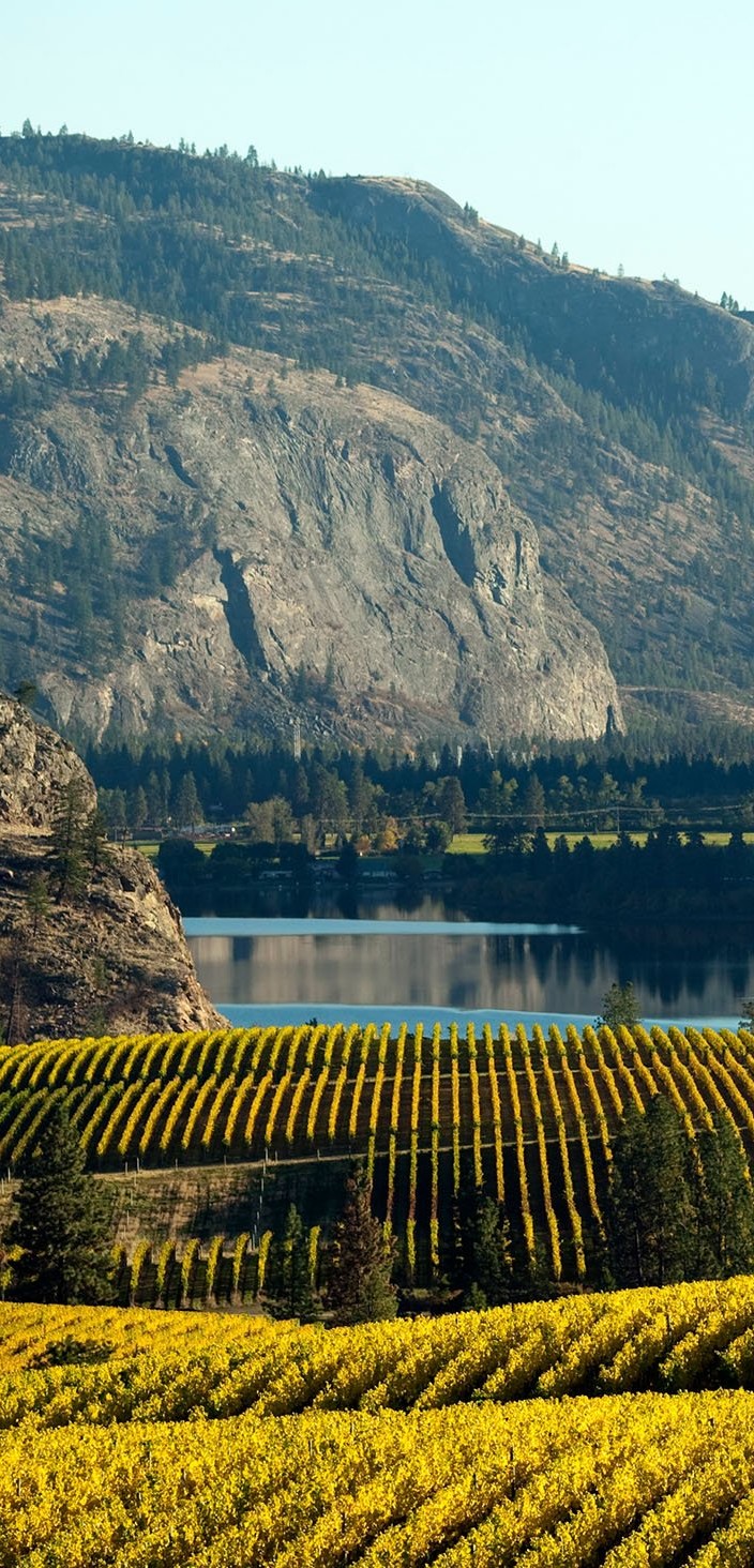 Sell your home in Okanagan Falls, vineyard view