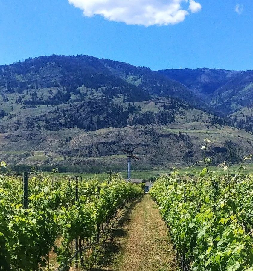 Here's the Thing Vineyard in Oliver