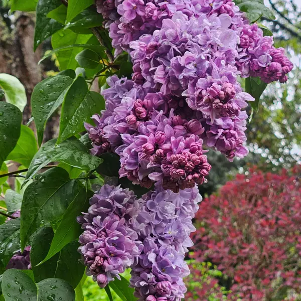 4442 Hillcrest RD, Medford, OR 97504