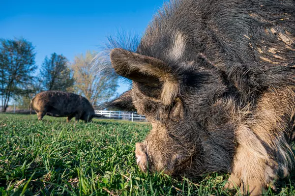 The Colorado HOA That’s Using Hogs for Weed Control: A Wild (and Smart) New Trend
