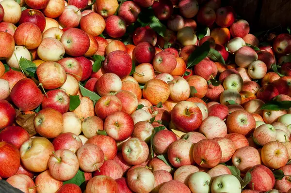Apple Picking Near Fort Collins: The Best Colorado Orchards for Fall Fun