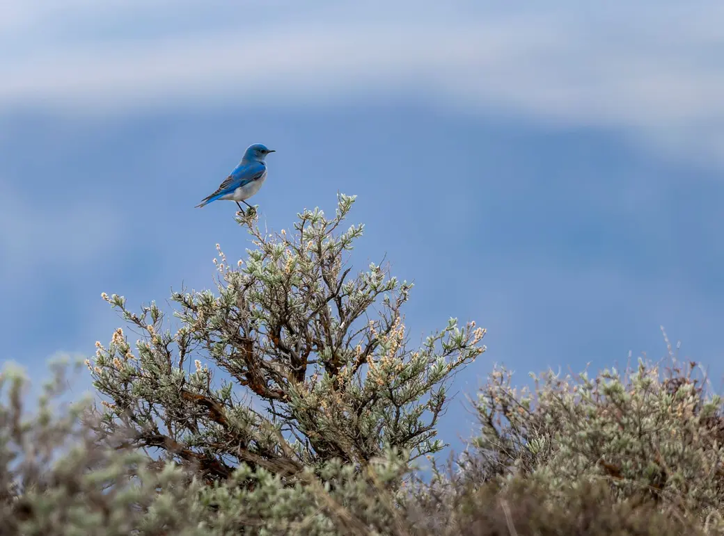What Is the Idaho State Animal? A Guide to the Gem State's Official Species