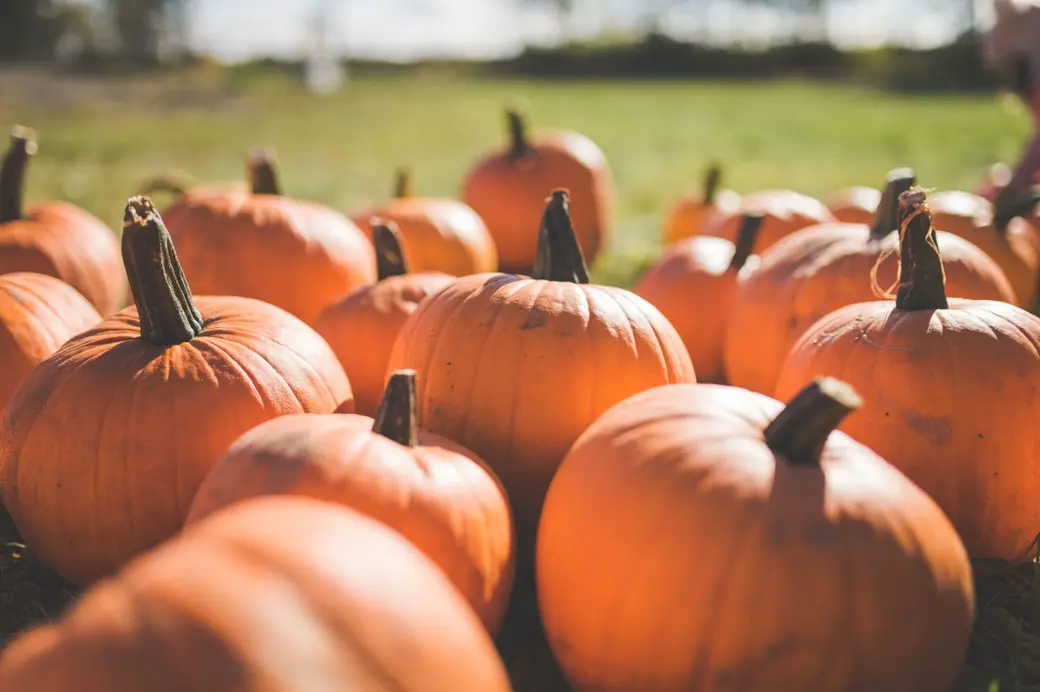 Fall Activities in the Treasure Valley: October Events 