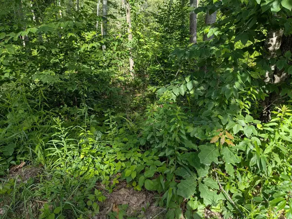 Autumn RD, Hillsborough, NH 03244