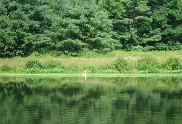 Pond and trees at Loantaka Brook Reservation, Morris County, NJ