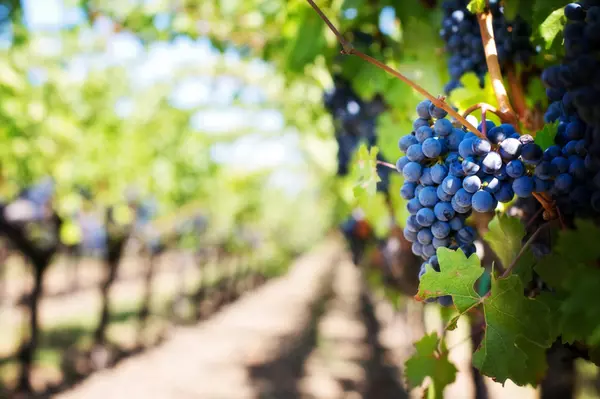 Sip, Savor, Celebrate: June 2025 Events at Central PA Wineries,Michael Segarra