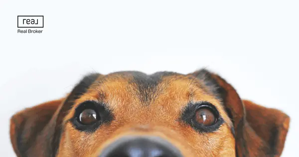 feature image of Moving to Arizona With Your Dog: What East Valley Newcomers Need to Know