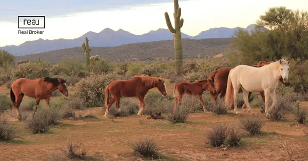 feature image of Sonoqui Creek Ranch vs Bridle Ranch in Queen Creek, Arizona