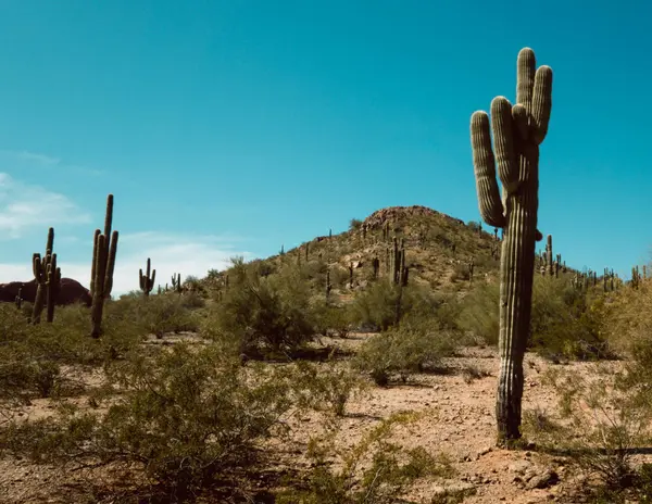 From Desert Heat to Coastal Living: Why Arizona Homeowners Are Moving to Orange County