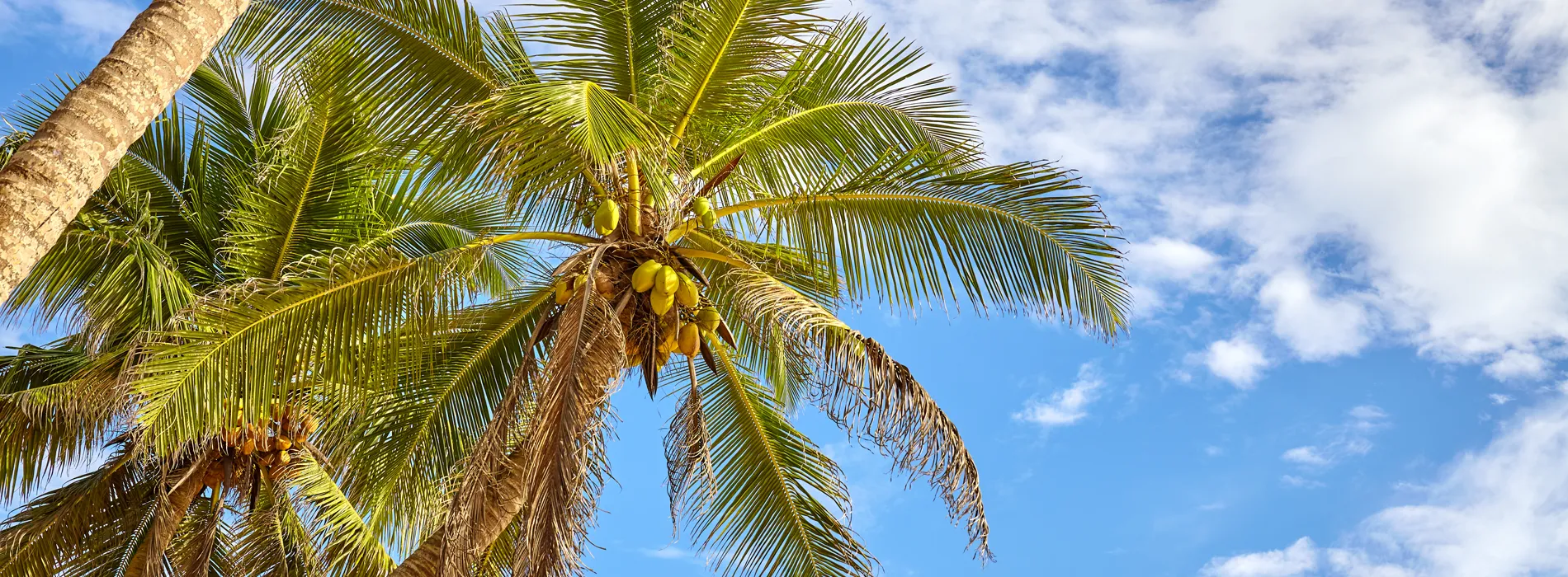 Palm Trees in the sun