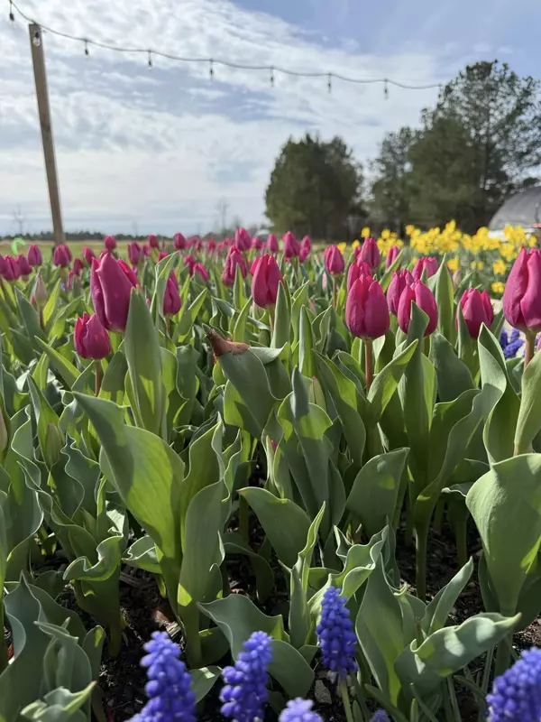Hattiesburg Botanical Garden 