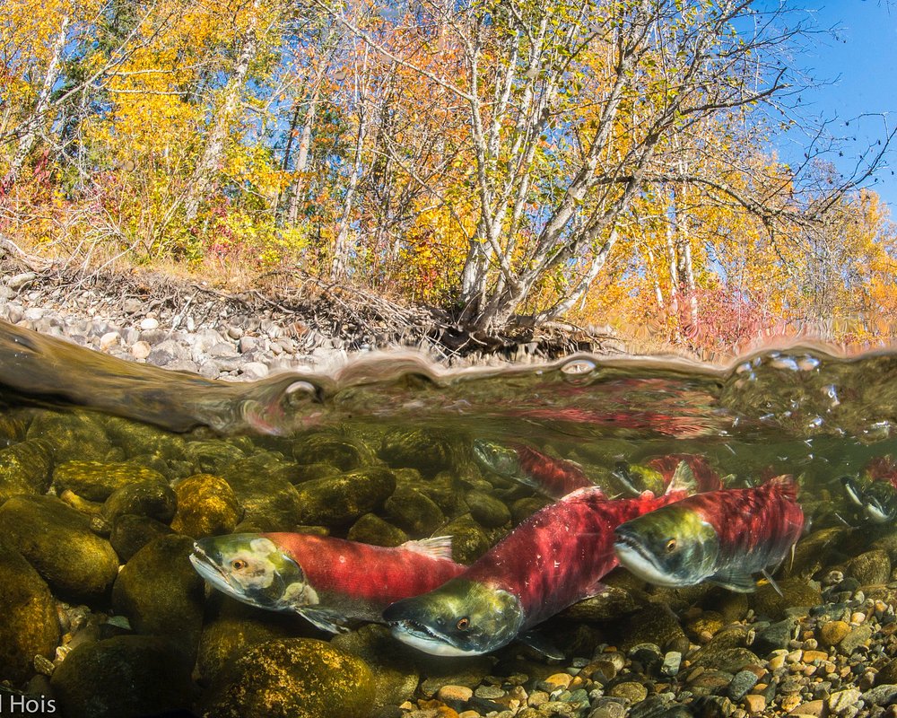Adams River sockeye salmon run near Chase BC