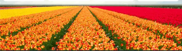 Texas Tulips