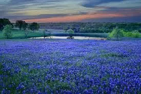 bluebonnet festival