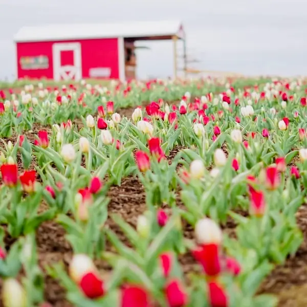 Robinson Tulips30