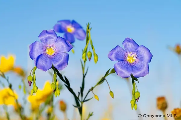 Tract 233 PENNSYLVANIA RD, Cheyenne, WY 82009