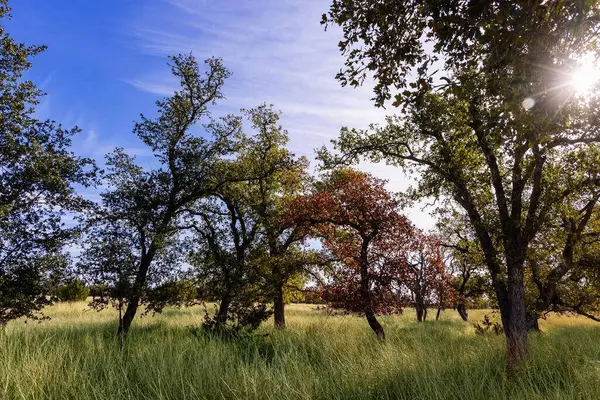 100 Gretchen Grove Ln, Fredericksburg, TX 78624