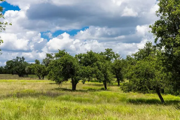100 Gretchen Grove Ln, Fredericksburg, TX 78624