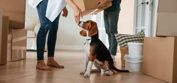 Dogs' Favorite Home Features (Directly from Homer the Real Estate Rescue)