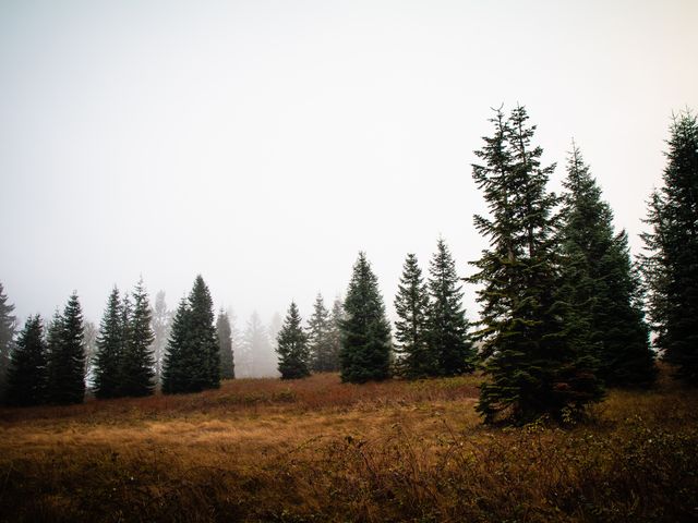 Lake Oswego, Oregon evergreens