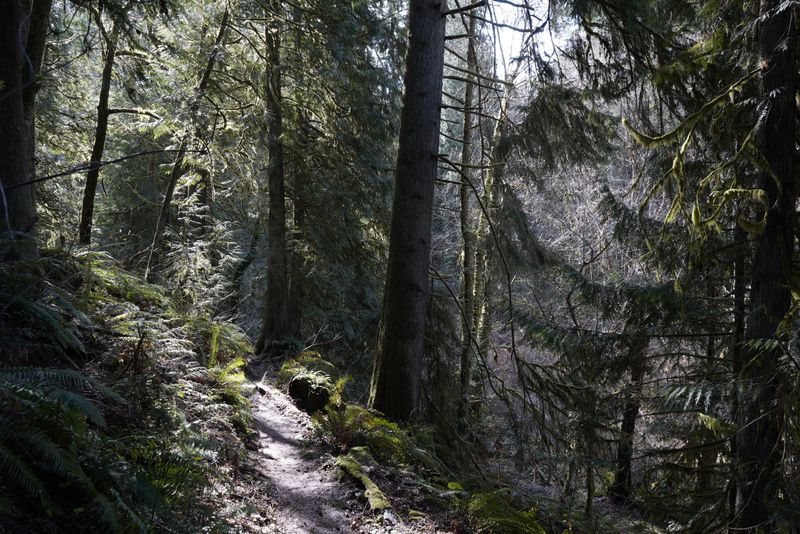 Forest trail lined with tall conifers