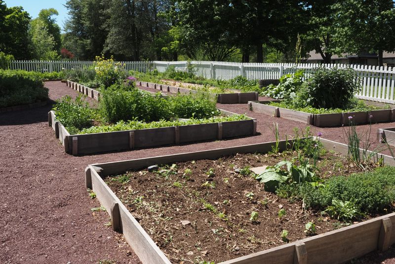 Community garden with raised beds