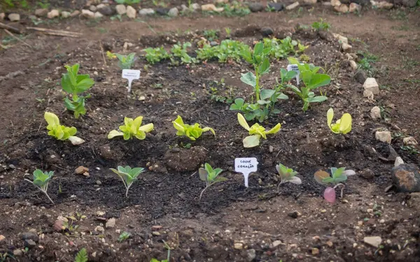 Young vegetable seedlings growing in rich garden soil