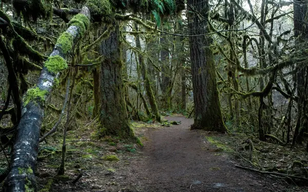 Mossy forest hiking trail lined with tall trees in Oregon