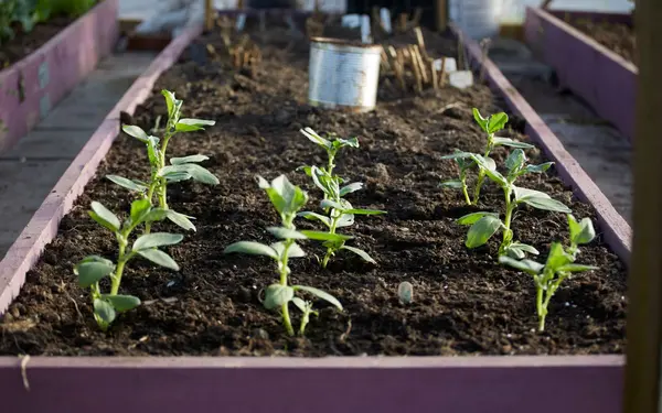 Young plants thriving in a raised garden bed outdoors