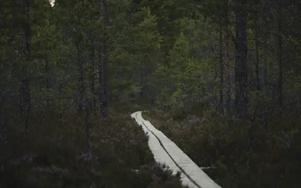 Wooden boardwalk trail winding through a green, misty forest