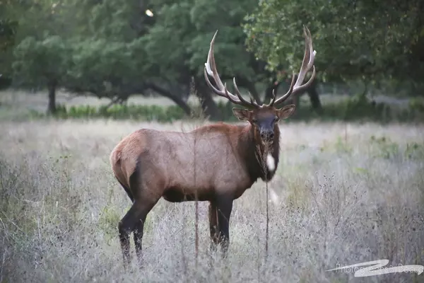 texas_elk_ranch
