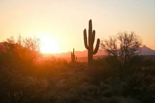 Moving to Flagstaff from Phoenix or Scottsdale: What to Know