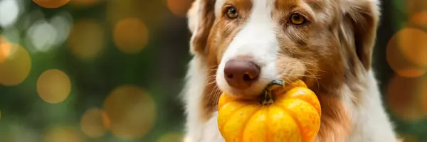 Mark Your Calendar: Yorktown’s Paws at the River Returns October 25