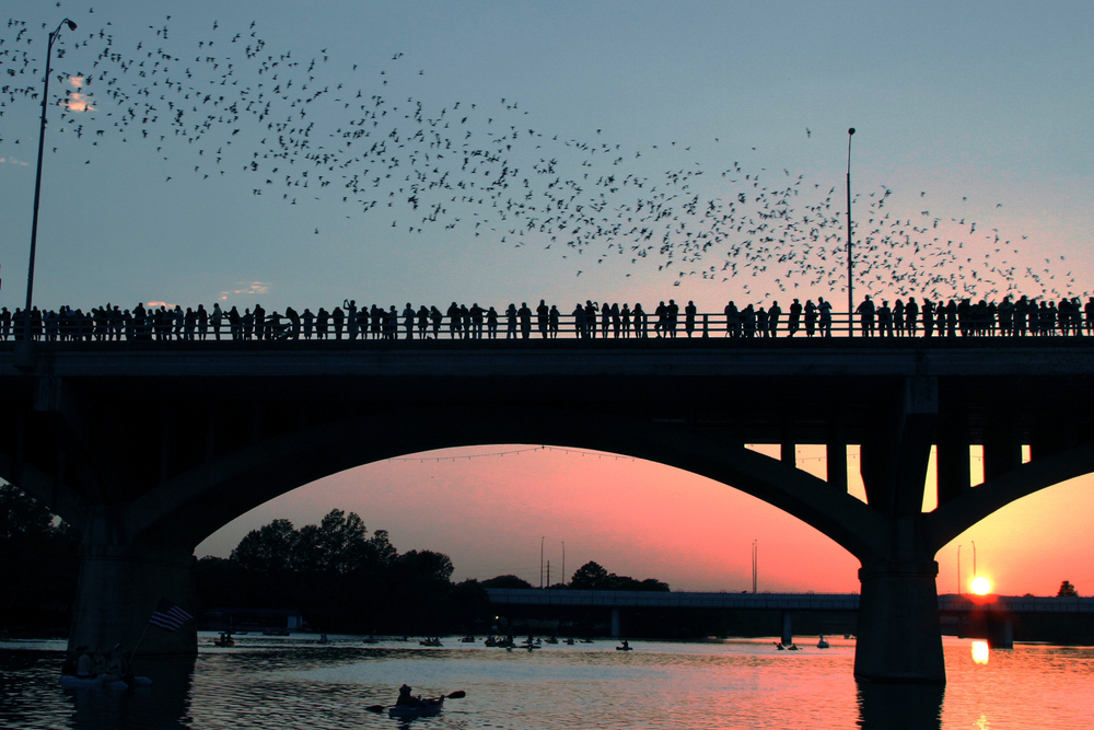 Mexican free-tailed bats flying over Lady Bird Lake