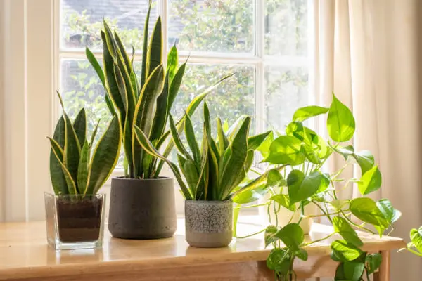 The Best Houseplants for Cleaner Air in Albuquerque Homes,Anita Mora