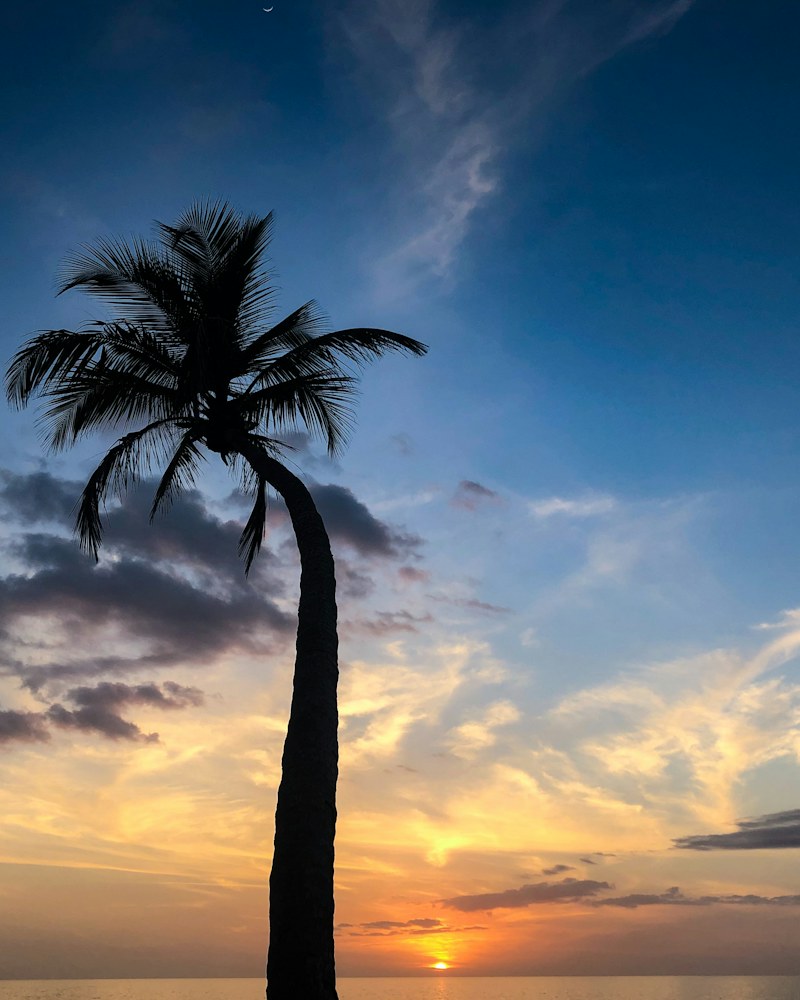 Palm tree on the beach at dusk in Naples