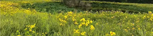 Why Bluebell Valley Should Be on Your Medina County Weekend Bucket List