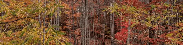 Strongsville Backyard Preserve: A Peaceful Nature Retreat in Strongsville, Ohio