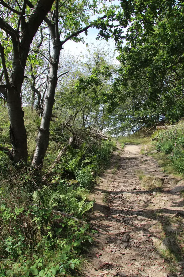 5 Must-Hike Trails Near Bristol, Florida: Nature Adventures in the Florida Panhandle