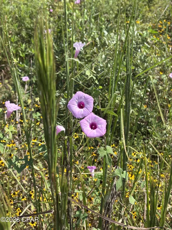 XXX SE Davis Peacock RD #Lot 51
