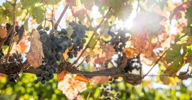Wineries in Fall 2