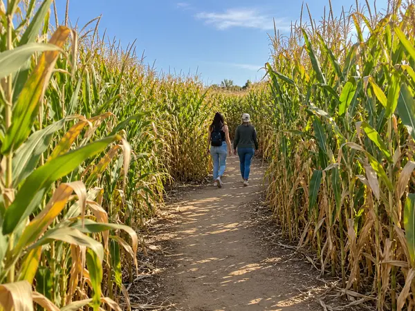 feature image of Fall in Carlsbad Comes With a Corn Maze and a Little Coastal Chaos
