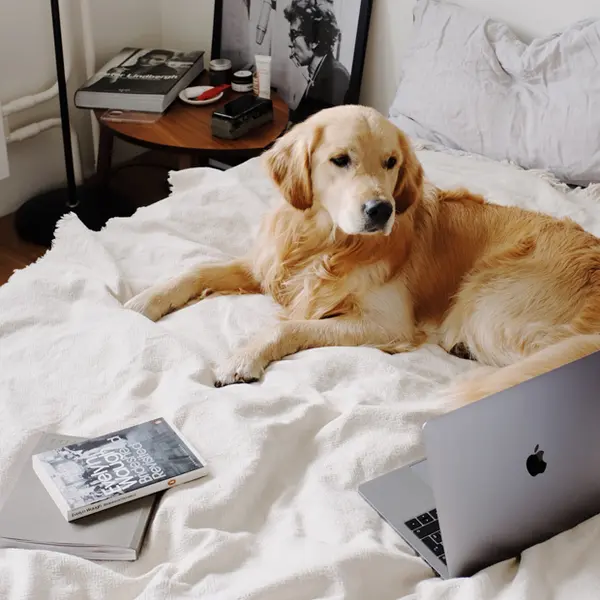 How to Successfully Manage Showings and Open Houses When You Have Pets