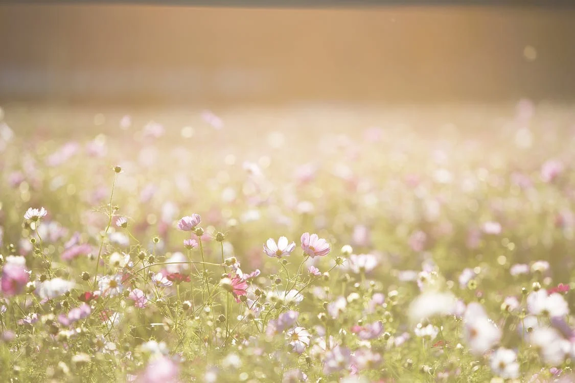 spring
