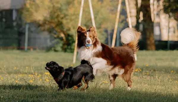 Pet-Friendly Spots in the Rio Grande Valley: The Best Places to Explore With Your Furry Friend