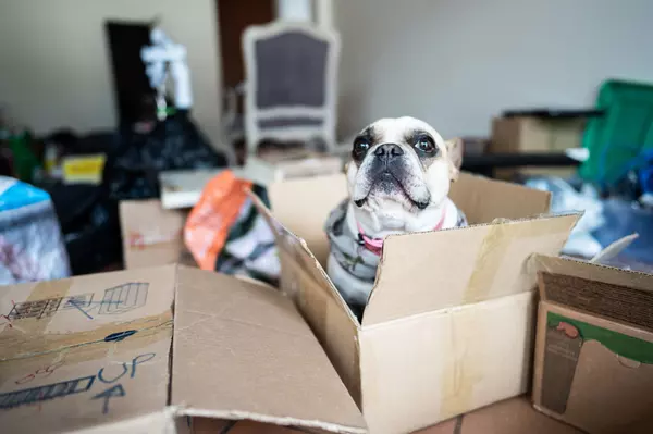Moving With Pets? Here’s How to Make It Stress-Free