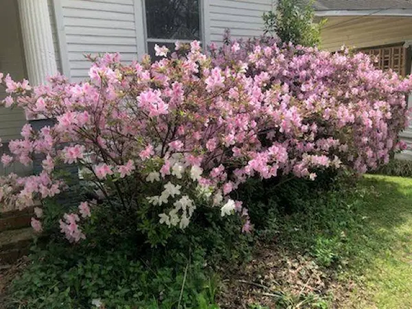 2069 VINTON AVE, Memphis, TN 38104